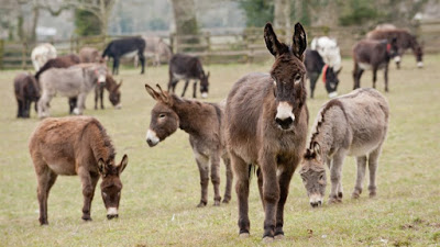 Do Donkeys act